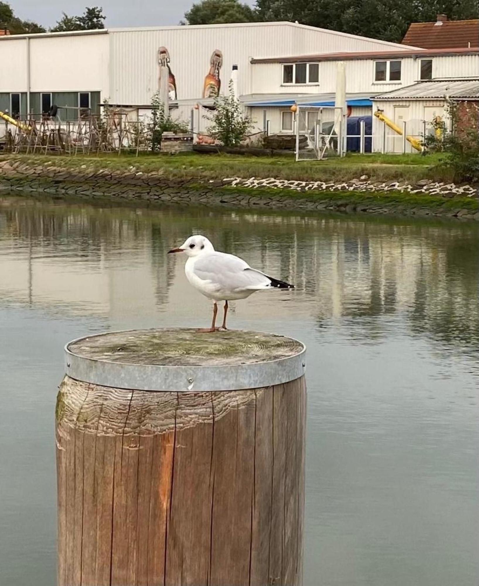 Strandkorb Buesum Exklusiv,Hafennaehe Extérieur photo
